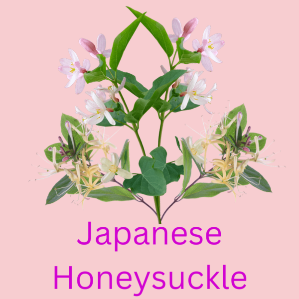 Jap Honeysuckle-min